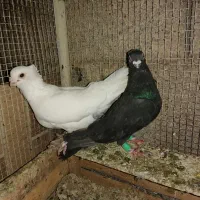 کبوتر سفید موشی و زاغ