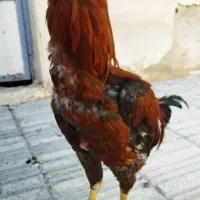 مرغ وخروس لاری