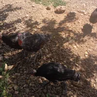 فروش بوقلمون