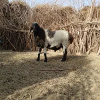 فروش یک قوچ وطنی دو سال چاق چله لنگه سه تایی