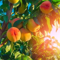 کارگر ماهر  چیدن میوه درباغات و زمین کشاورزی هستیم