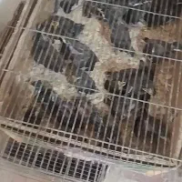 جوجه مینا ۳۰تا۴۰روز