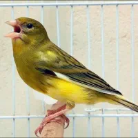 قناری نر ماده جفت خورده
