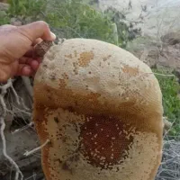 عسل کوهی و وحشی اصلی 40گیاه
