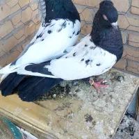 سینه سیاه کلاهی