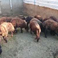 بره پرواری ماده  و نر