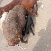 گوسفند بره دار