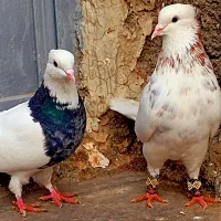 کبوتر طوقی کله سینه دم سفید آلمانی