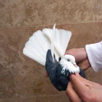 کفتر گلی ماده