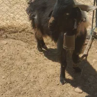 سابرین ۲ سال هیکلی جلو رو