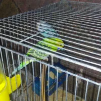 مرغ عشق|پرنده|ماهان, |دیوار