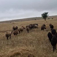 گوسفند