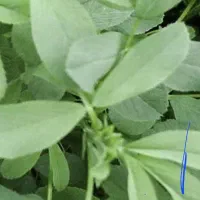 فروش یونجه