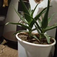 کاکتوس|گل و گیاه طبیعی|نیشابور, بنیاد شهید|دیوار