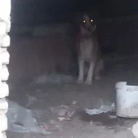 سگ گله