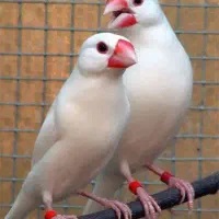 فروش یکجا گله فنچ نرگسی مولد و کارداده سفید رنگ