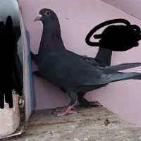 کلاغ ماده