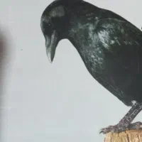 کتاب سایه شوم