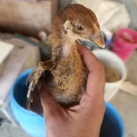جوجه مرغ ۲ماهه