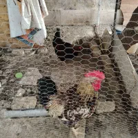تعویض خروس با مرغ