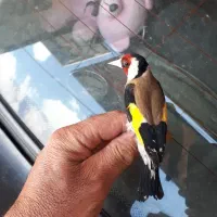 سهره نرحلب