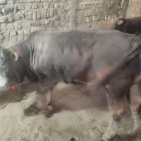 گوشت کله سیرابی گوساله