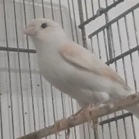 قناری ماده درحمیدیه