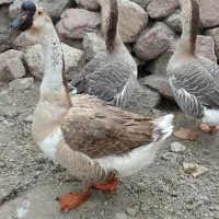 ۳ عدد غار|حیوانات مزرعه|مشگین شهر, |دیوار