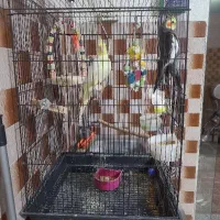 عروس هلندی