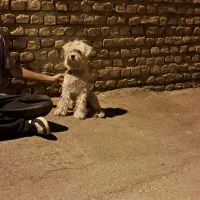 دو سگ شیتزو و اشتپیتز