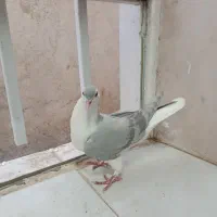 جوجه ساده