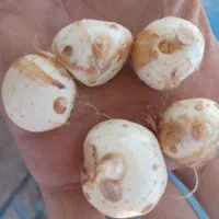 پیاز زعفران