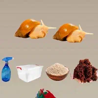 حلزون آچاتینا پیش مولد آفریقایی