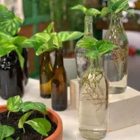 فروش گل پتوس به همراه ریشه های زیاد سبز و خوشگل
