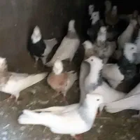 کفتر|پرنده|زبرخان, |دیوار