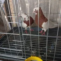کفتر