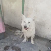 فروش سگ