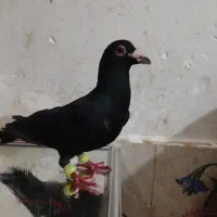 کبوتر زاغ