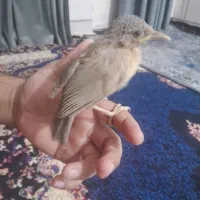 پرنده