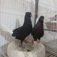 کبوتر نرو ماده دم سفید