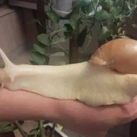 حلزون
