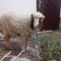 گوسفند یا بره