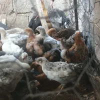 حراج جوجه ۵۰روزه