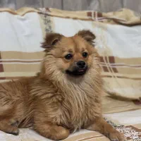 سگ اصیل پامرین روباهی، مایلو