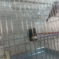 سهره جوجه قفس ۳سالشه یک بار با قناری