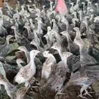 جوجه بوقلمون یک ماهه