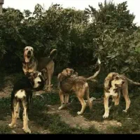 سگ گله ای میخوام