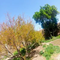 خانه