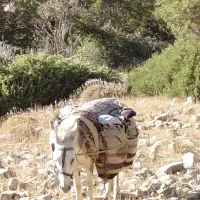 الاغ یا خر گله ایی