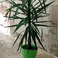 گل های طبیعی شیک